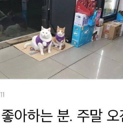 고양이 좋아하는 사람 뽑는 편의점