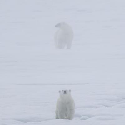 북극곰의 실제 크기