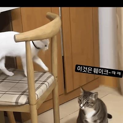 싸움고수 고양이